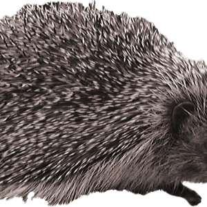 Hedgehog PNG