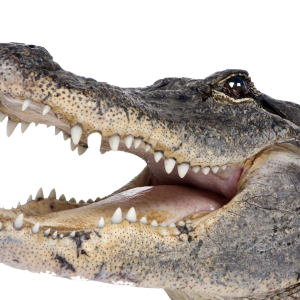 Crocodile PNG