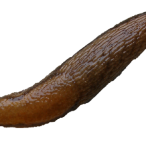 Slug PNG
