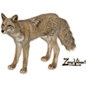 Jackal, coyote PNG