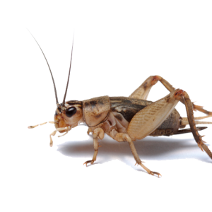 Cricket insect PNG