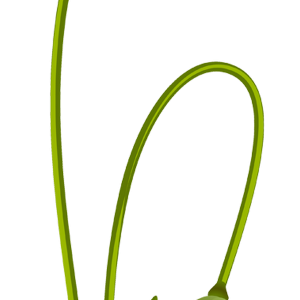 Poppy flower PNG