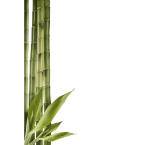 Bamboo PNG