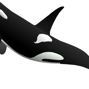 Killer whale PNG