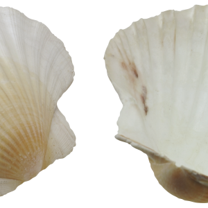 Seashell PNG