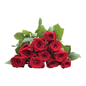 Rose PNG