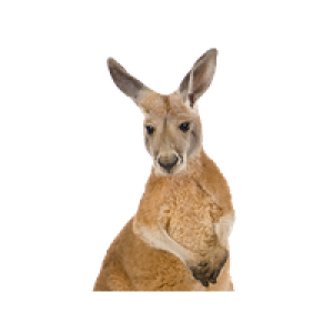 Kangaroo PNG