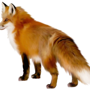 Fox PNG