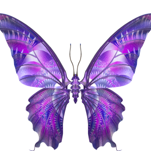 Butterfly PNG