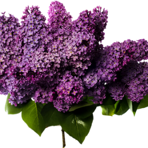 Lilac PNG
