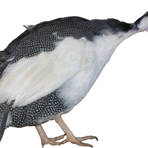 Turkey bird PNG