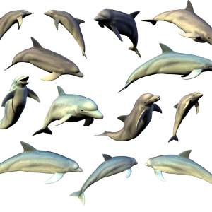 Dolphin PNG