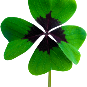 Shamrock PNG