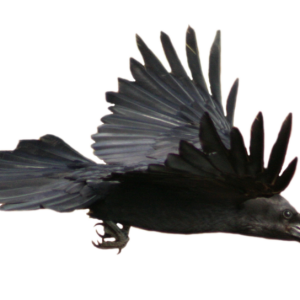 Raven PNG