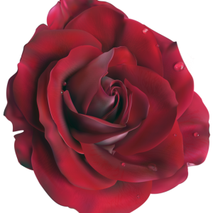 Rose PNG