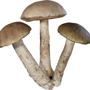Mushroom PNG image