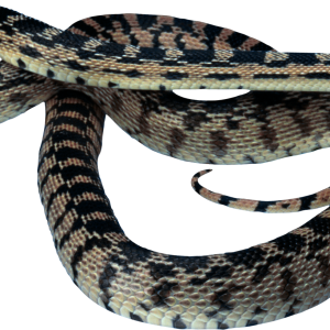 Snake PNG image picture download free