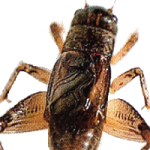 Cricket insect PNG
