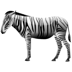 Zebra PNG image