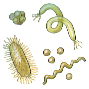 Bacteria PNG