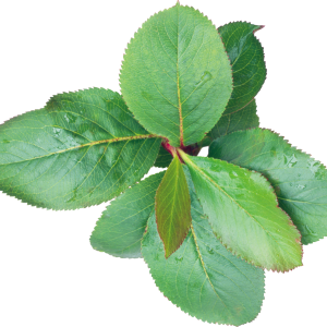 Green leaf PNG