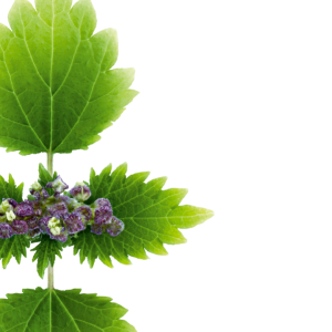 Nettle PNG