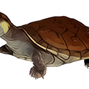 Turtle PNG