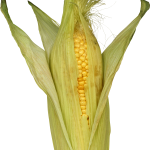 Corn PNG