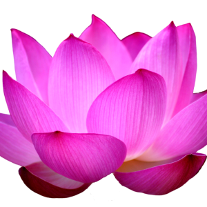 Lotus flower PNG