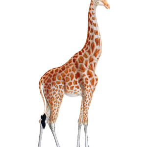 Giraffe PNG