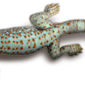 Gecko PNG