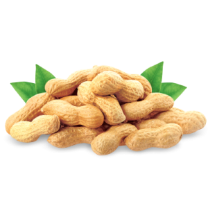 Peanut PNG