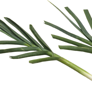Leek PNG