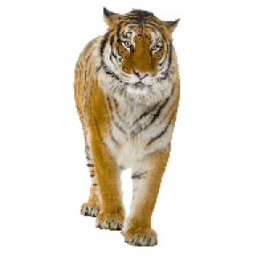 Tiger PNG