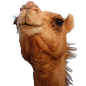 Camel PNG