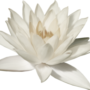Lotus flower PNG