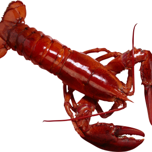 Lobster PNG