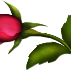 Rose PNG