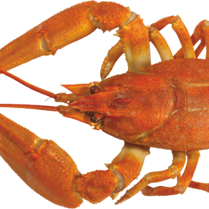 Lobster PNG