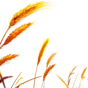 Wheat PNG