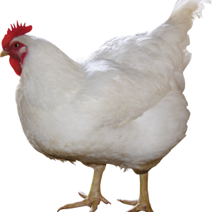 white chicken PNG image