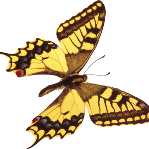 Butterfly PNG