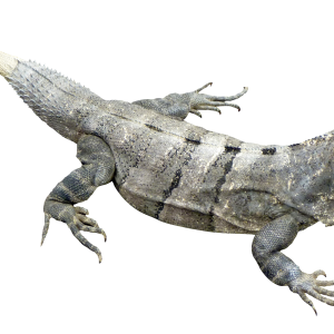 Iguana PNG