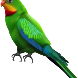 Parrot PNG image