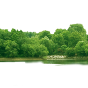 Forest PNG