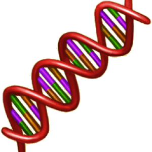DNA PNG