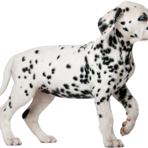 Dalmatian puppy PNG