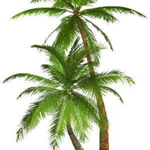 Tropical palm tree PNG