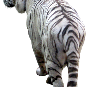 Tiger PNG image, free download, tigers