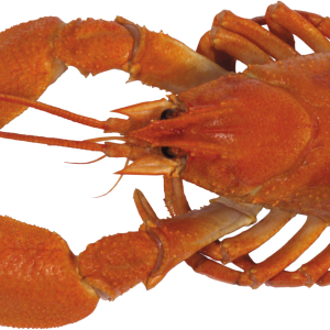 Lobster PNG